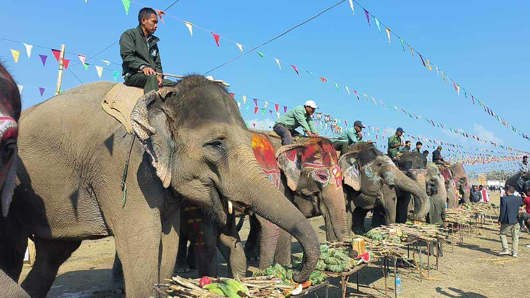 elephant sauraha (5).jpg